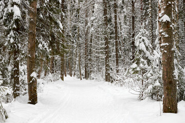 Snow covered trees in forest in winter day. Nature ladscape