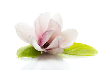 one pink flower on a branch of blooming magnolia close up