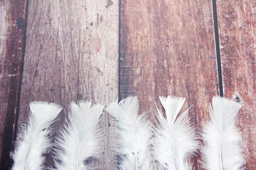 soft light fluffy bird feathers