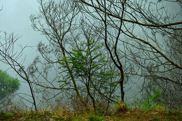 tree in the forest in misty morning 