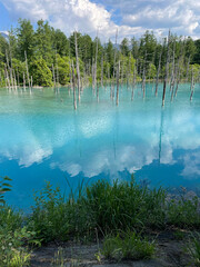 北海道の美瑛の観光地「青い池」
