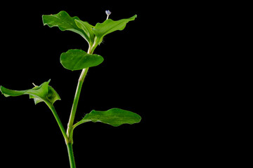 a dayflower grass with blue and white flowers, isolated on a black background, can be used for illustration and background