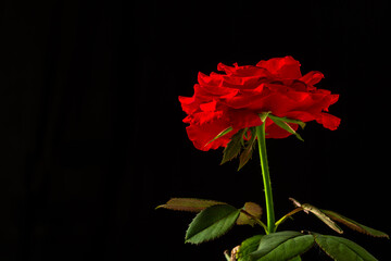 A rose is a woody perennial flowering plant of the genus Rosa, in the family Rosaceae, or the flower it bears. There are over three hundred species and tens of thousands of cultivars. 