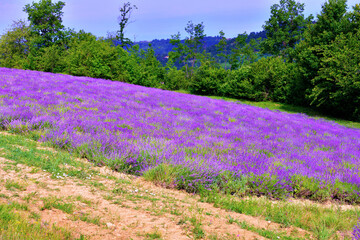Obraz premium lavender field at sale san Giovanni cuneo Italy
