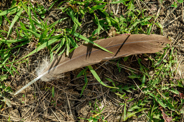 Hawk feather on the ground in a park.  Large predator bird fallen feather in the grass.