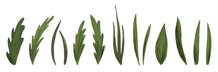 A set of leaves isolated on white. A set of herbs and leaves for the composition. Hand-drawn style, nature illustration.