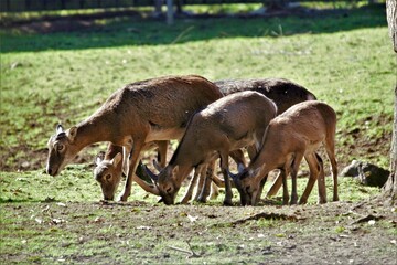 zwierzęta  © Mariusz
