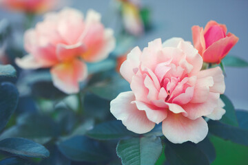 Fototapeta na wymiar Pink and white rose flower in summer garden, floral card closeup