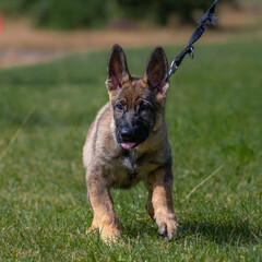 Dog portrait of an eleven weeks old German Shepherd puppy in green grass