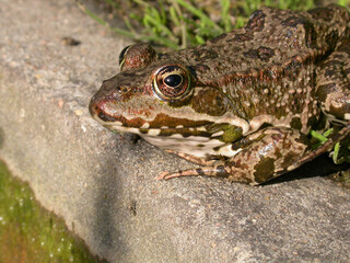 Grenouille verte