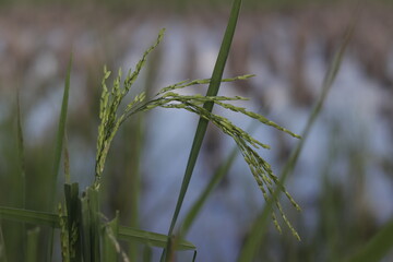 grass in the morning