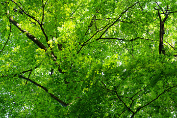 Fototapeta na wymiar Green tree top in the forest