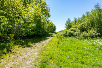 Fototapeta na wymiar A sandy cart track runs between tall green bushes towards a sunny meadow area