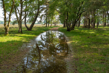 After a heavy rain shower, the sun has returned and the trees are reflected in a large puddle at this transition from forest to heathland near Westerbork
