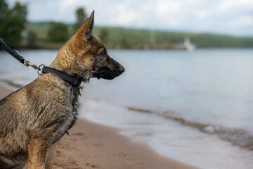 Dog portrait of an eleven weeks-old German Shepherd puppy. Wet fur after play in the water