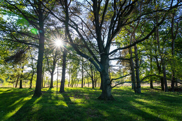 The sun shines through the branches of the trees along the heathland