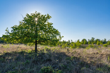 The sun shines through the crown of a solitary tree in the heathland