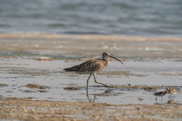 Eurasian Curlew (Numenius arquata) feeding by the sea.