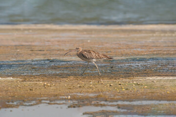 Eurasian Curlew (Numenius arquata) feeding by the sea.