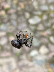 Spinne