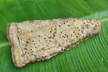The honeycomb larvae are used as food by the Asians in some rural areas.