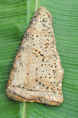 The honeycomb larvae are used as food by the Asians in some rural areas.