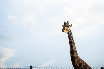 Obraz premium giraff