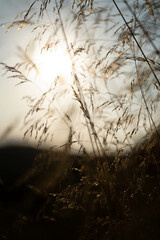 sunset in the forest