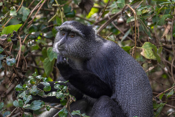Singe Bleu