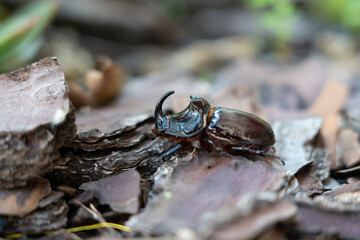 Rhino beetle in my backyard
