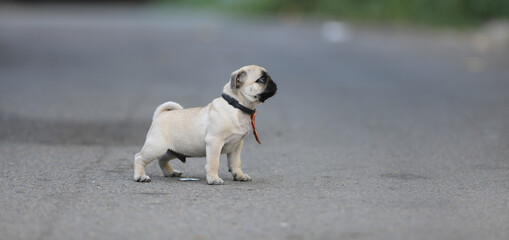 Obraz premium cute puppy pug dog playing on in the yard