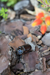 Rhino beetle in my backyard