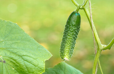 Yung cucumbers grow in the greenhouse,close up.