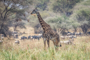 Girafe