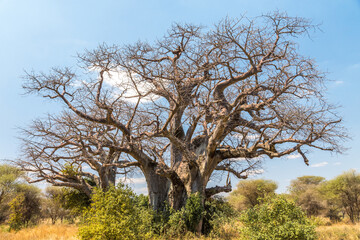 Baobab Africain