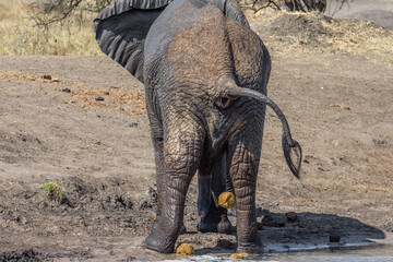 Fototapeta premium Eléphant d'Afrique
