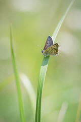 butterfly on the grass