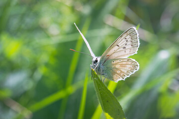 butterfly on the grass