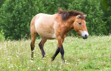 Naklejka na ściany i meble Przewalski's horse stands among the grass