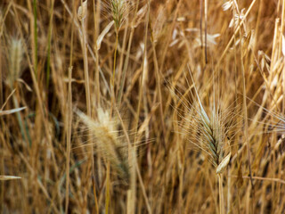 field of wheat