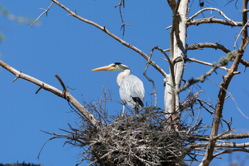The gray heron stands on the nest