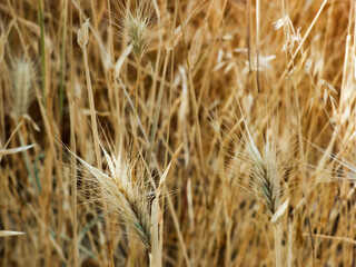 field of wheat