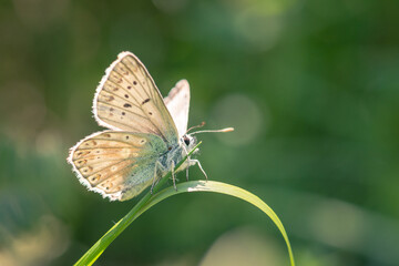 Fototapeta premium butterfly on the grass