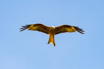 Welsh Red Kite