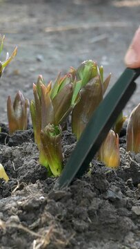Gardener hands digging with shovel around Crown imperial or fritillaria imperialis flower which growing in garden. Soil treatment. Home gardening concept. Care of plants. Vertical video.