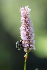 Gebänderter Pinselkäfer