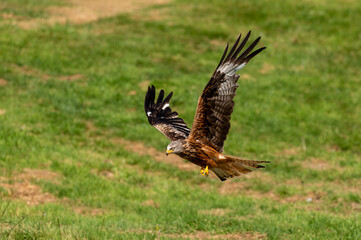 Welsh Red Kite