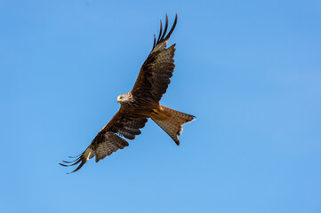 Welsh Red Kite