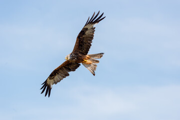 Welsh Red Kite