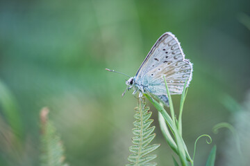Blue butterfly on the grass